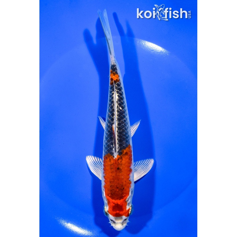 6.75" BENI GINGA