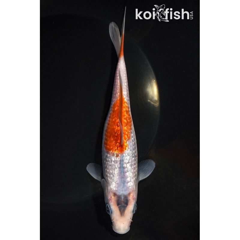 6.75" GINRIN GOROMO