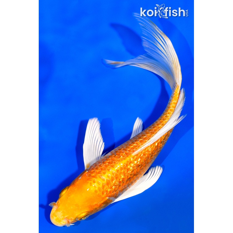 6.75" GINRIN ORENJI OGON BUTTERFLY
