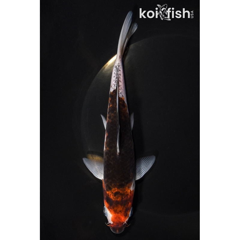 6.75" GOROMO