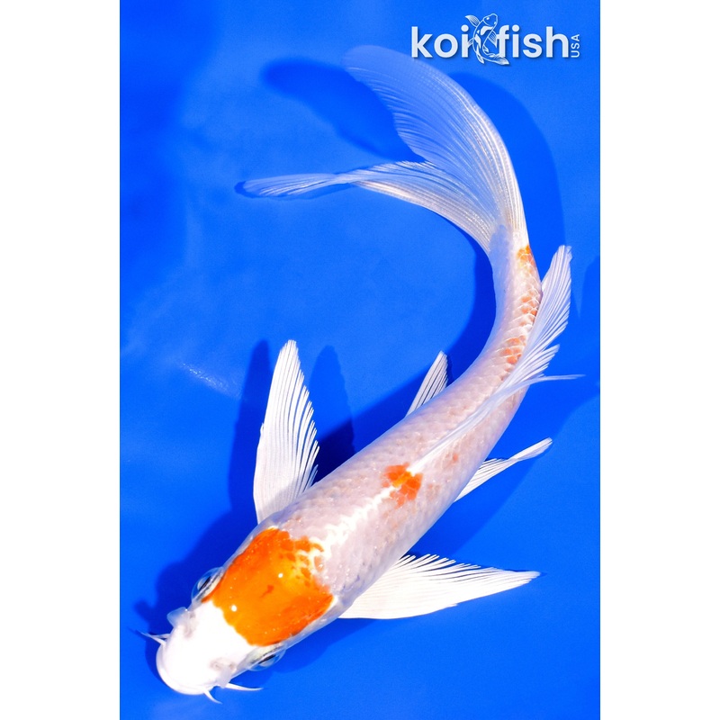6.75" HARIWAKE BUTTERFLY