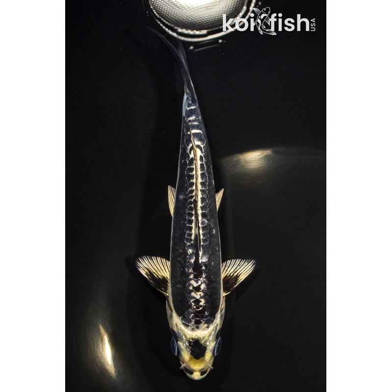 6.75" KIKOKURYU