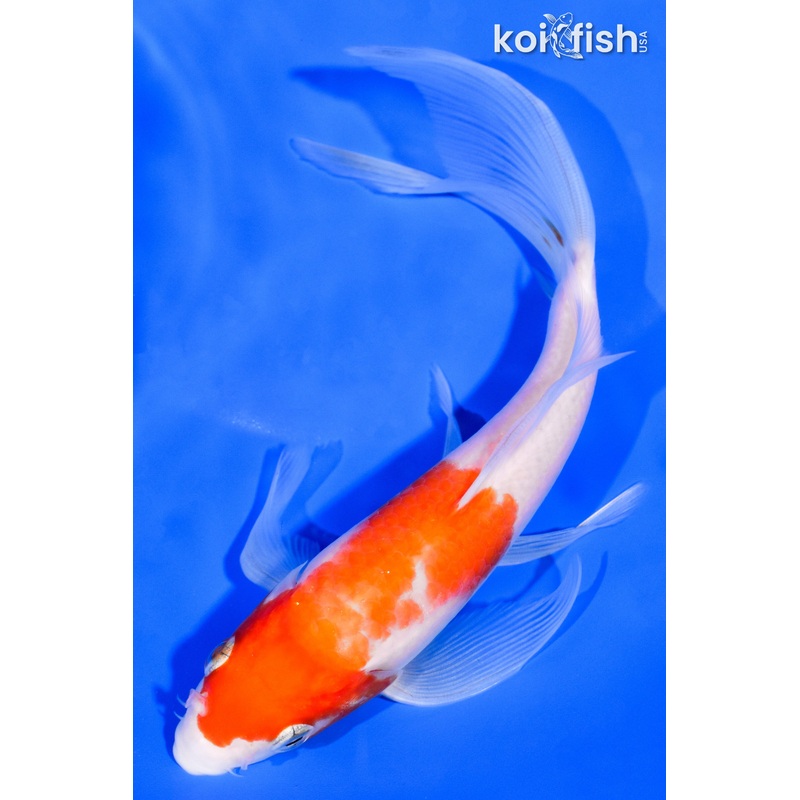 6.75" KOHAKU BUTTERFLY