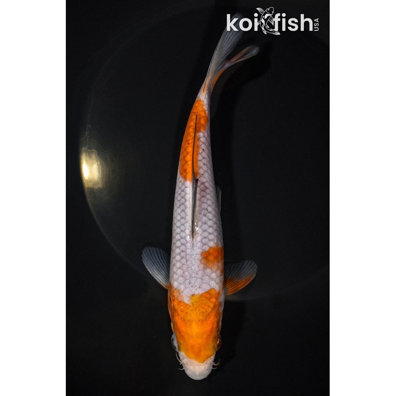 6.75" OCHIBA SHIGURE