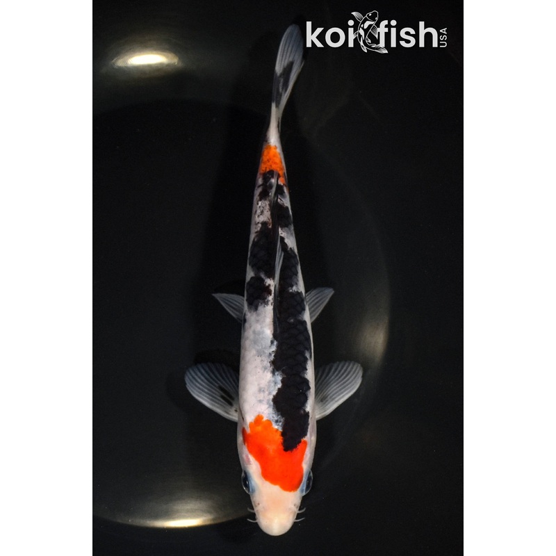 6.75" SANKE