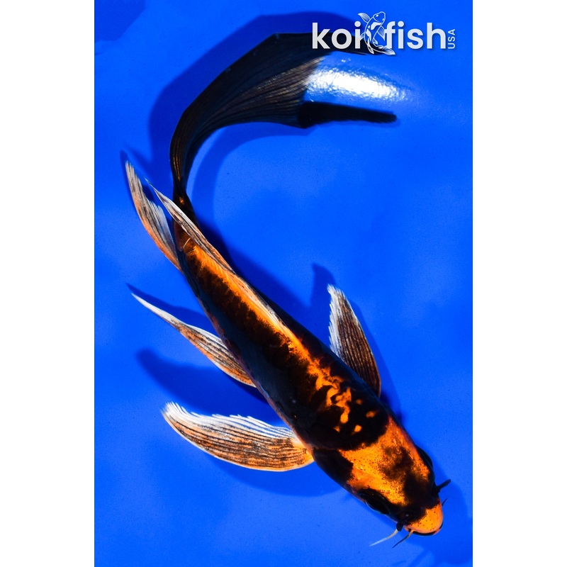 6" DOITSU ORENJI MATSUBA BUTTERFLY