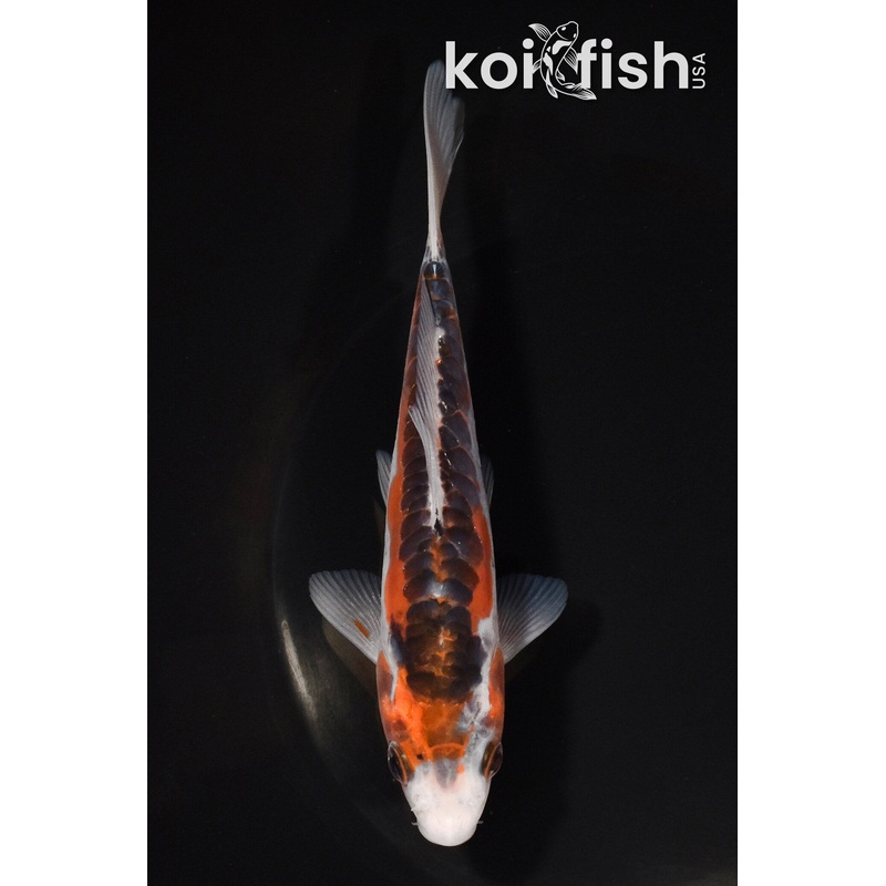 6" HI SHUSUI