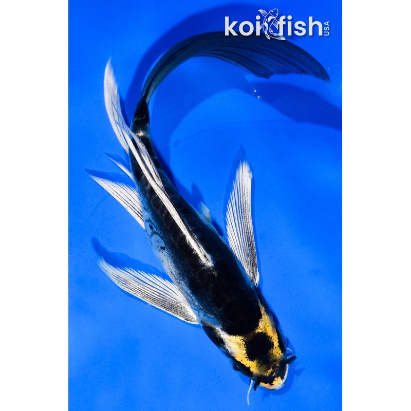6" KABUTO BUTTERFLY