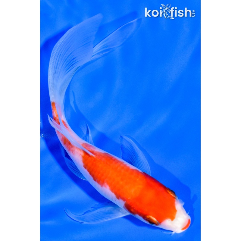 6" KOHAKU BUTTERFLY