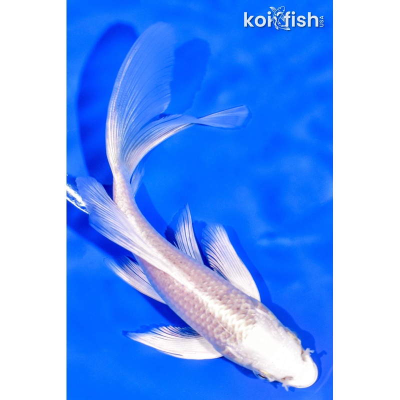 6" PLATINUM OGON BUTTERFLY
