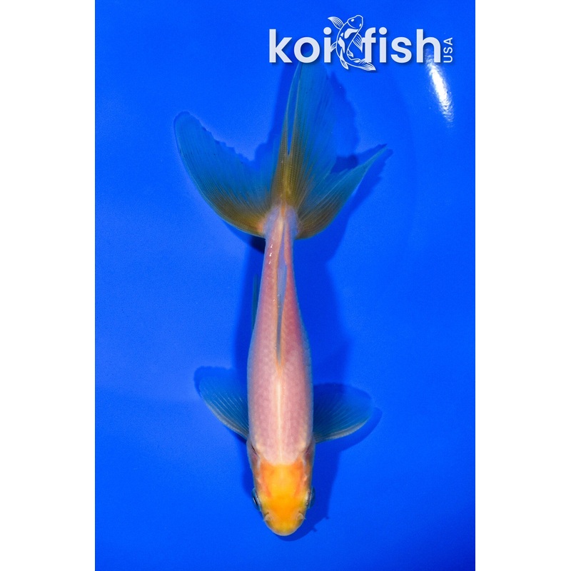 6" WAKIN GOLDFISH