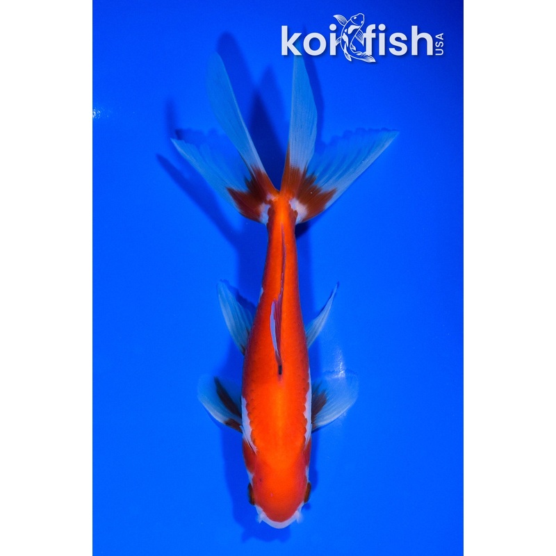 6" WATONAI GOLDFISH