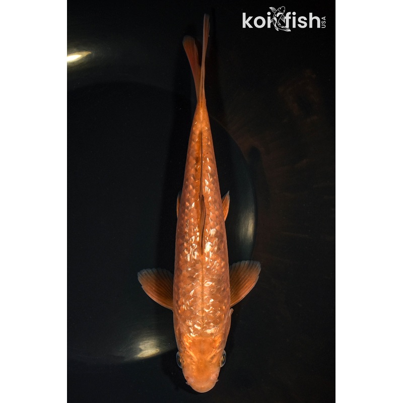 7.25" GINRIN CHAGOI