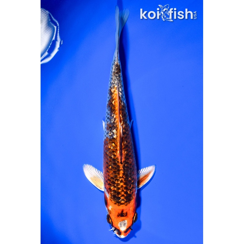 7.25" GINRIN KUJAKU