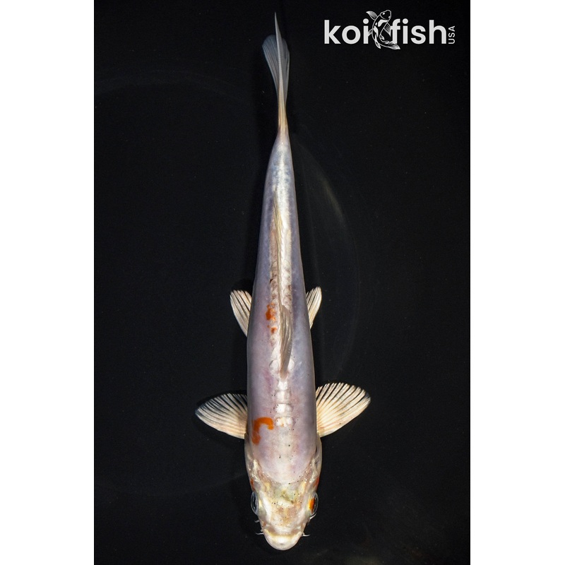 7.25" KIKUSUI