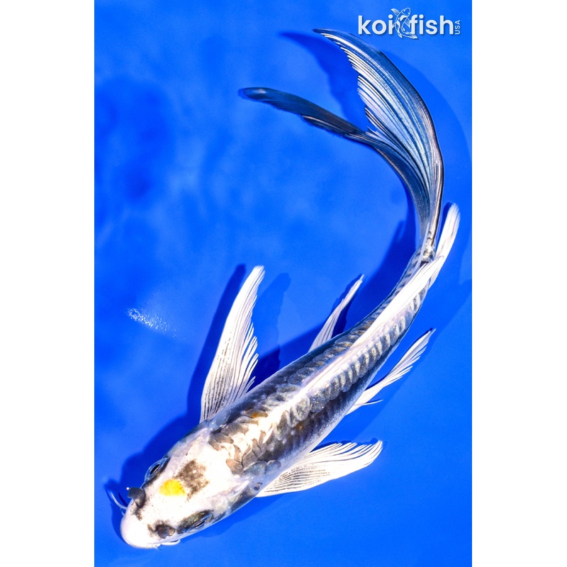 7.25" KIN KIKOKURYU BUTTERFLY