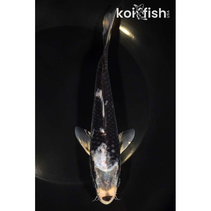 7.25" MATSUKAWABAKE