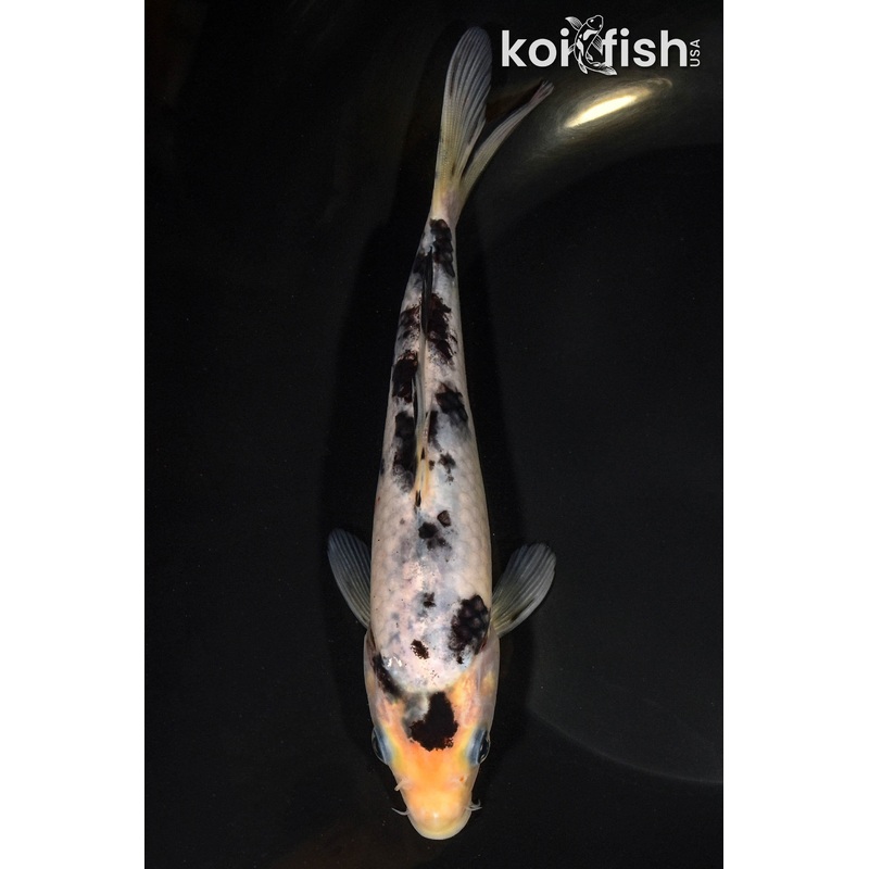 7.25" SHIRO BEKKO