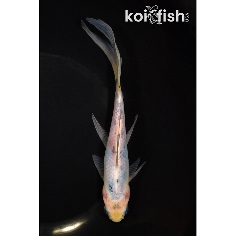 7.25" SHUBUNKIN GOLDFISH