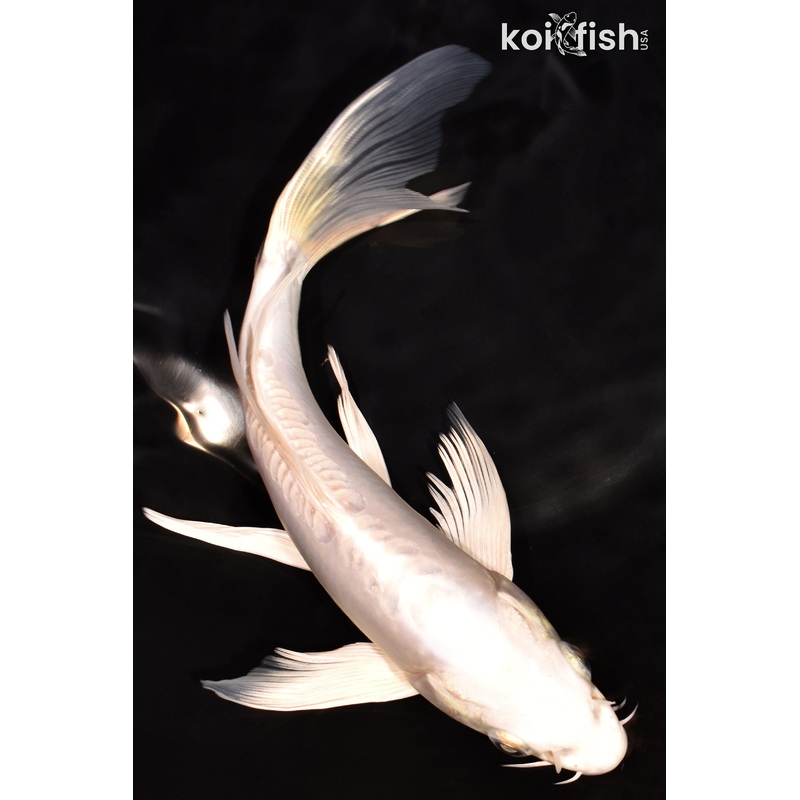 7.5" DOITSU PLATINUM OGON BUTTERFLY