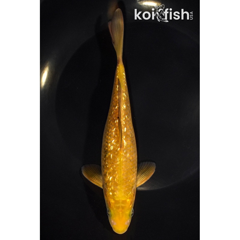 7.5" GINRIN CHAGOI