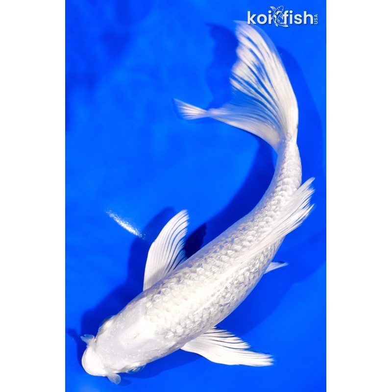 7.5" GINRIN PLATINUM OGON BUTTERFLY