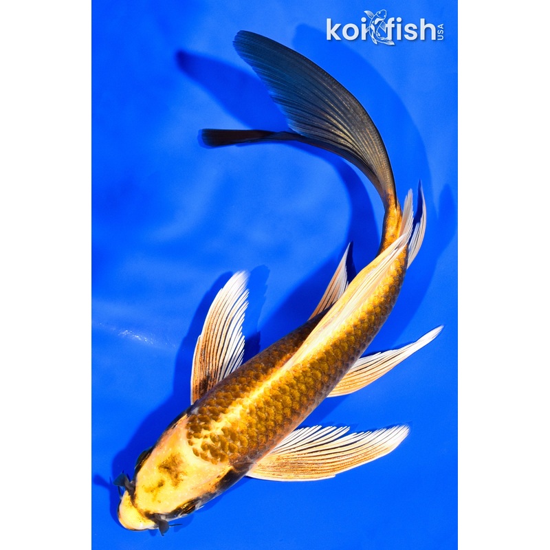 7.5" KI MATSUBA BUTTERFLY