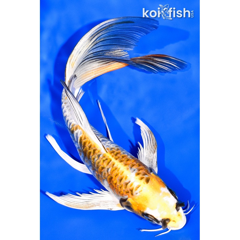 7.5" KIN KIKOKURYU BUTTERFLY