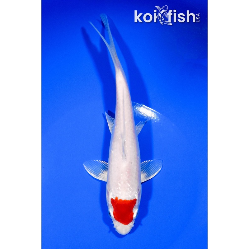 7.5" TANCHO HARIWAKE