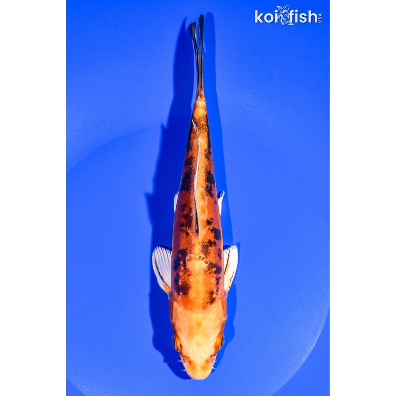 7.75" DOITSU ORENJI BEKKO