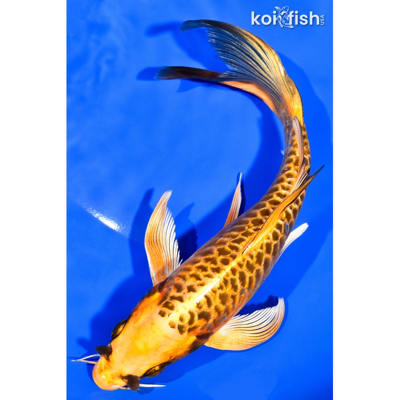 7.75" DOITSU ORENJI MATSUBA BUTTERFLY