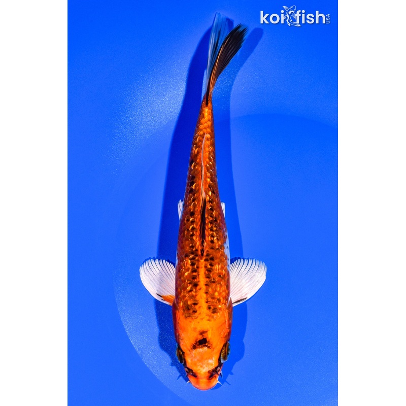 7.75" GINRIN KUJAKU