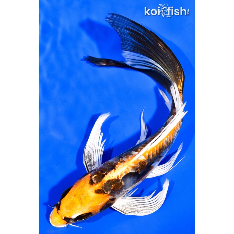 7.75" KIN KIKOKURYU BUTTERFLY