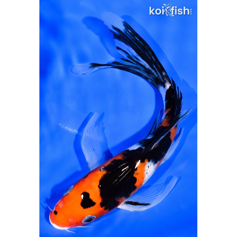 7.75" SANKE BUTTERFLY