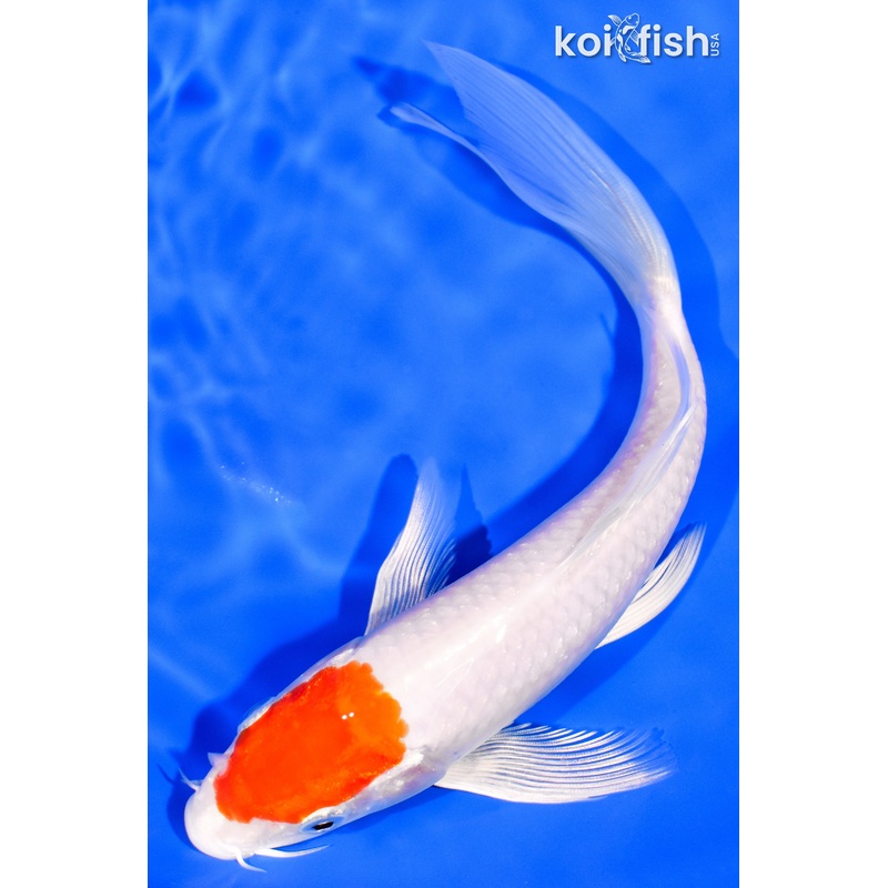 7.75" TANCHO HARIWAKE BUTTERFLY