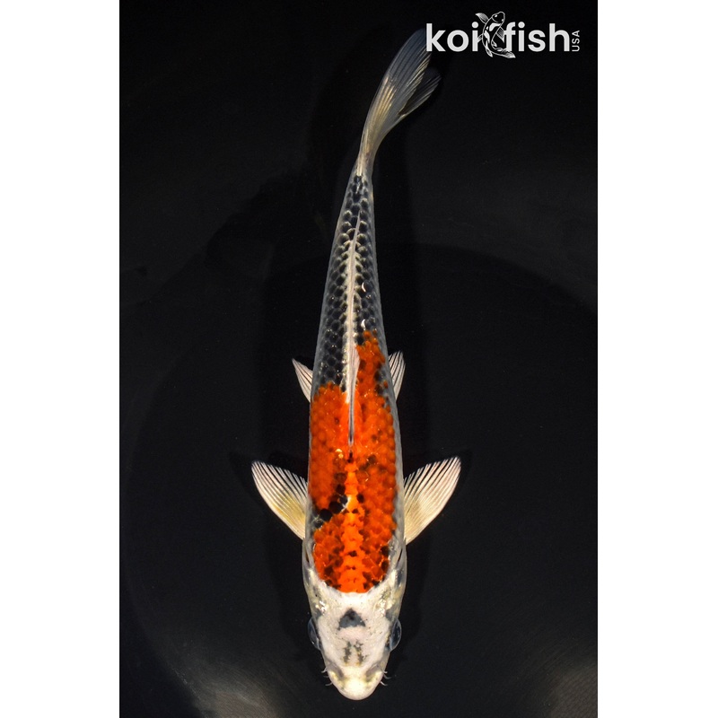 7" BENI GINGA