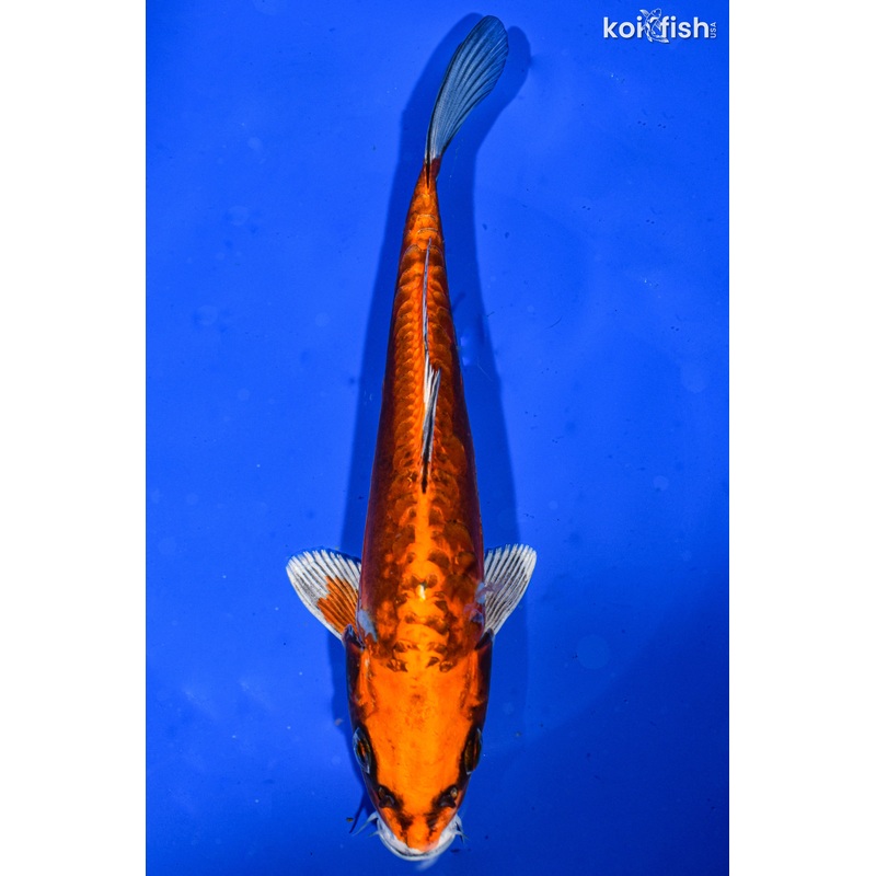 7" BENI KIKOKURYU