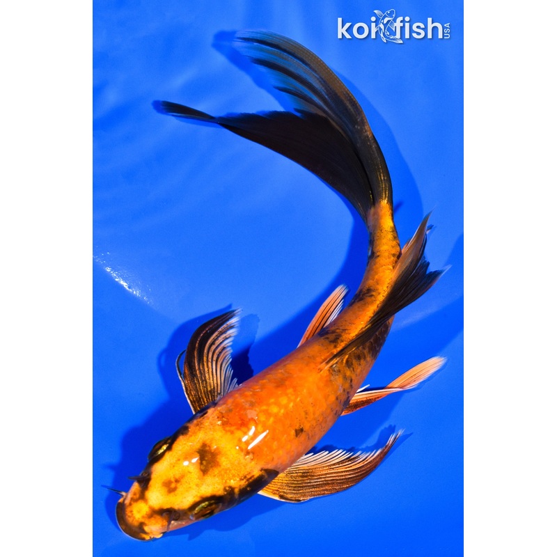7" KIN HI UTSURI BUTTERFLY