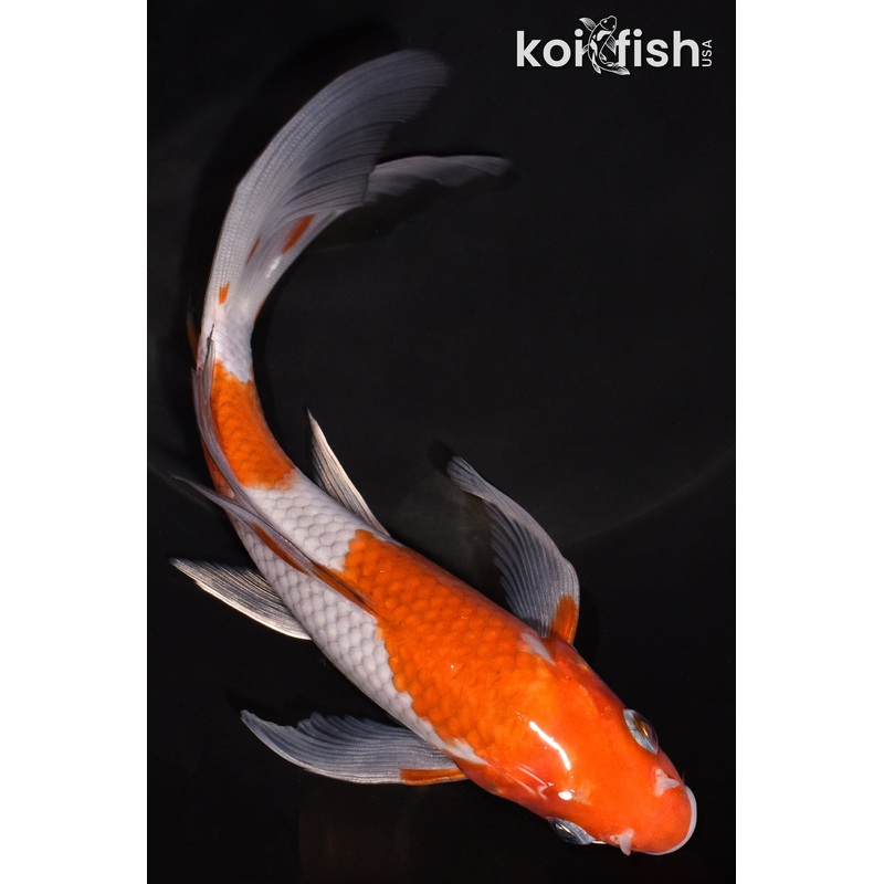 7" OCHIBA SHIGURE BUTTERFLY