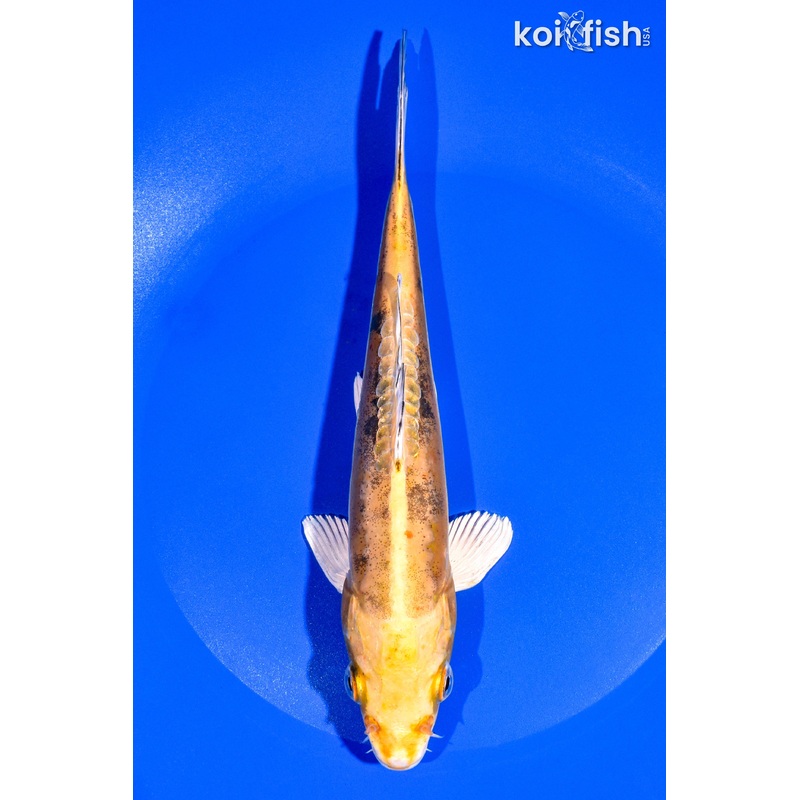 8.25" DOITSU KI BEKKO