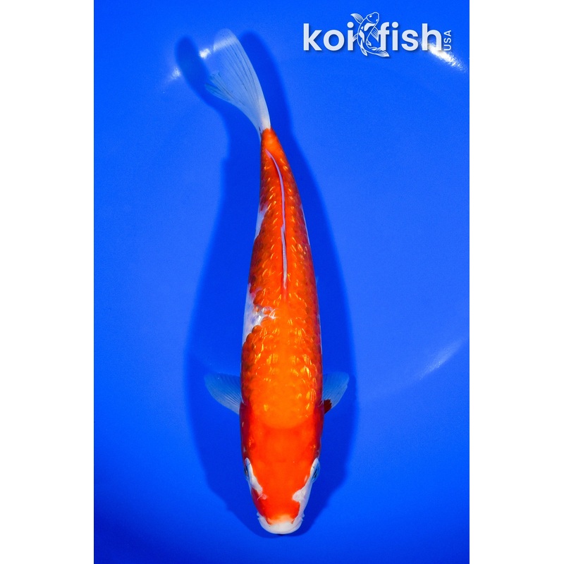 8.25" GINRIN KOHAKU