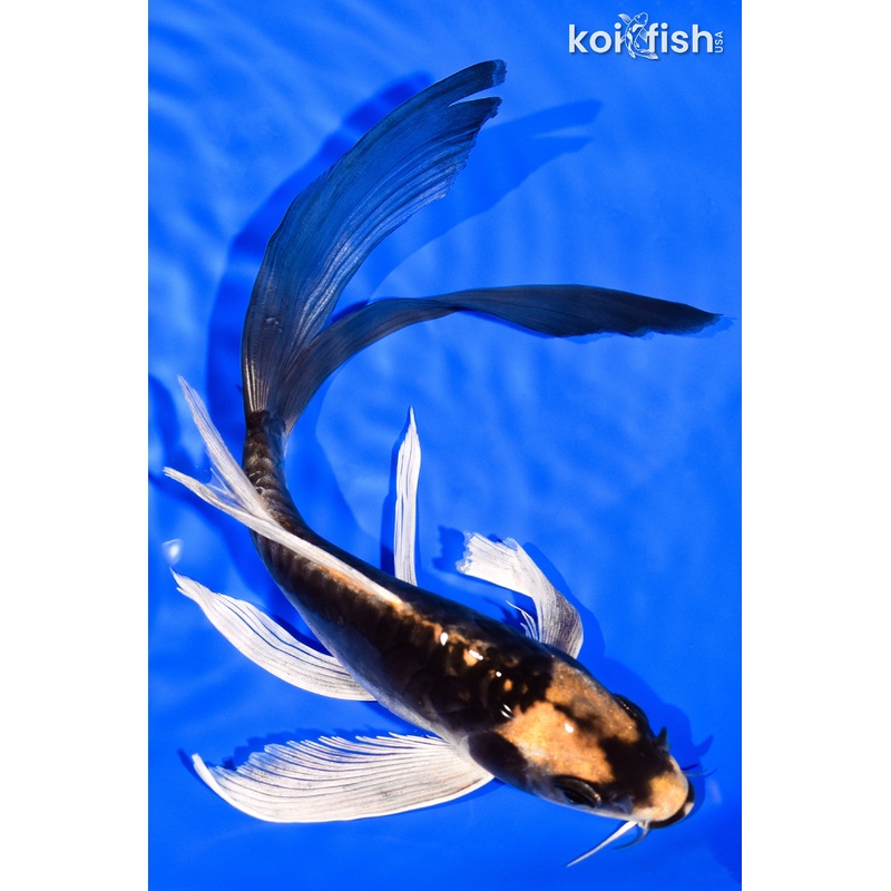 8.25" KABUTO BUTTERFLY