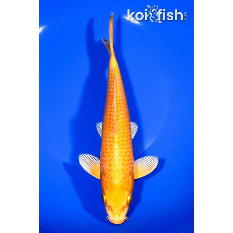 8.25" ORENJI OGON