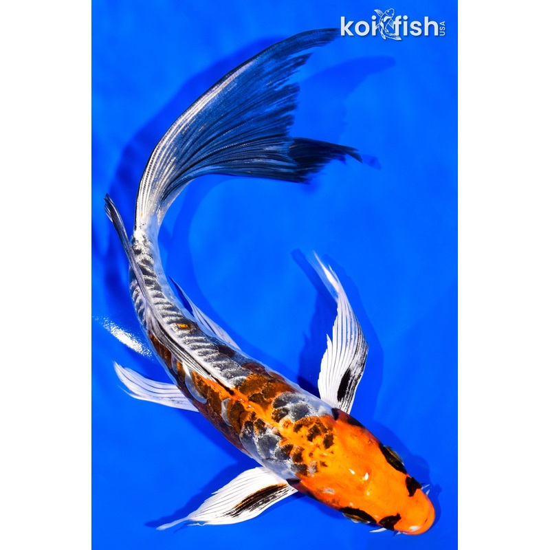 8.5" BENI KIKOKURYU BUTTERFLY