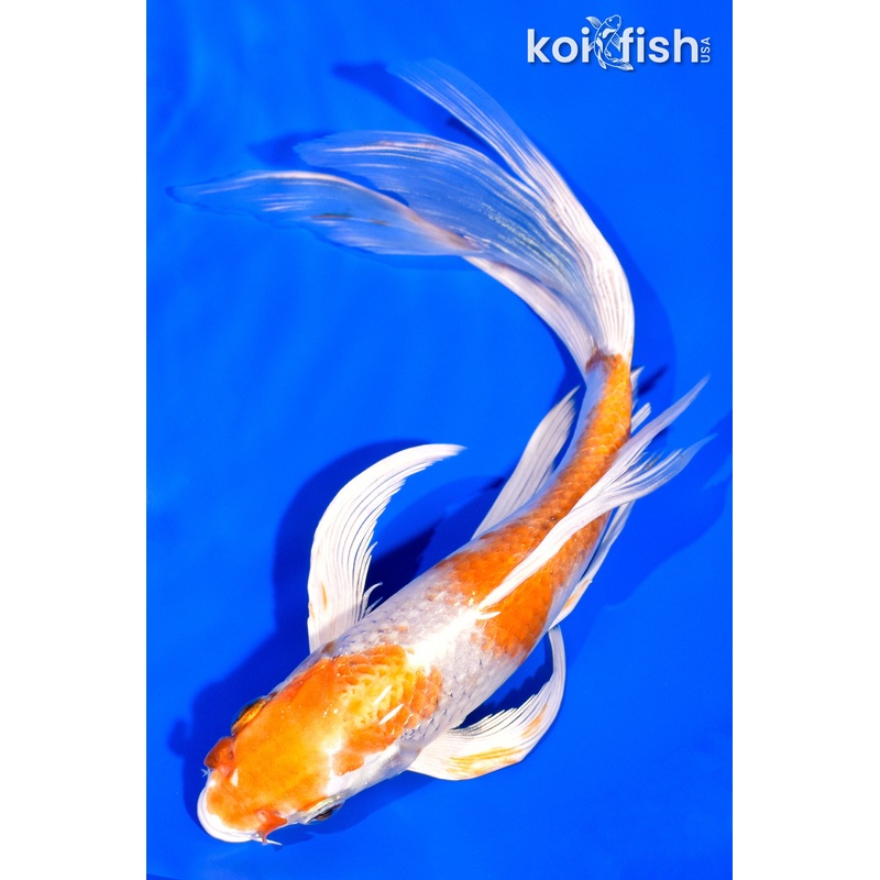 8.5" HARIWAKE BUTTERFLY