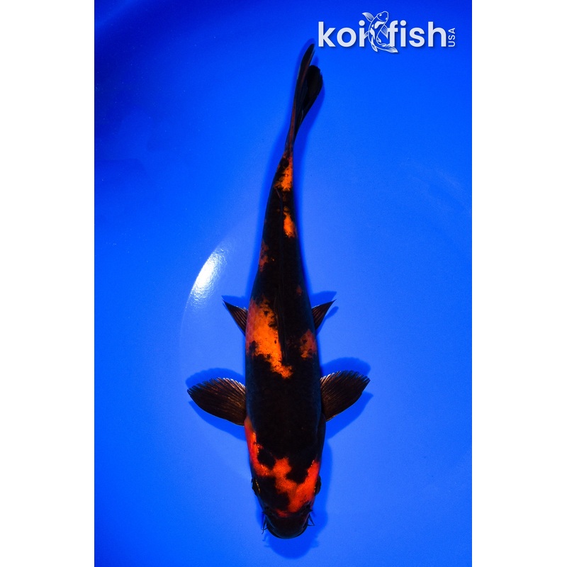 8.5" HI UTSURI