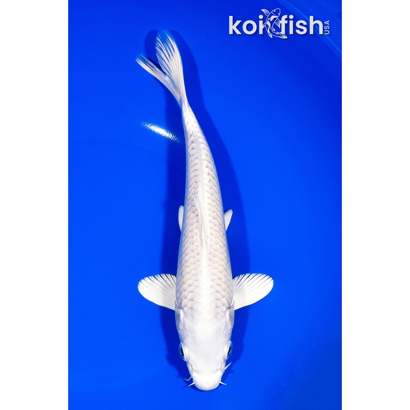 8.5" PLATINUM OGON