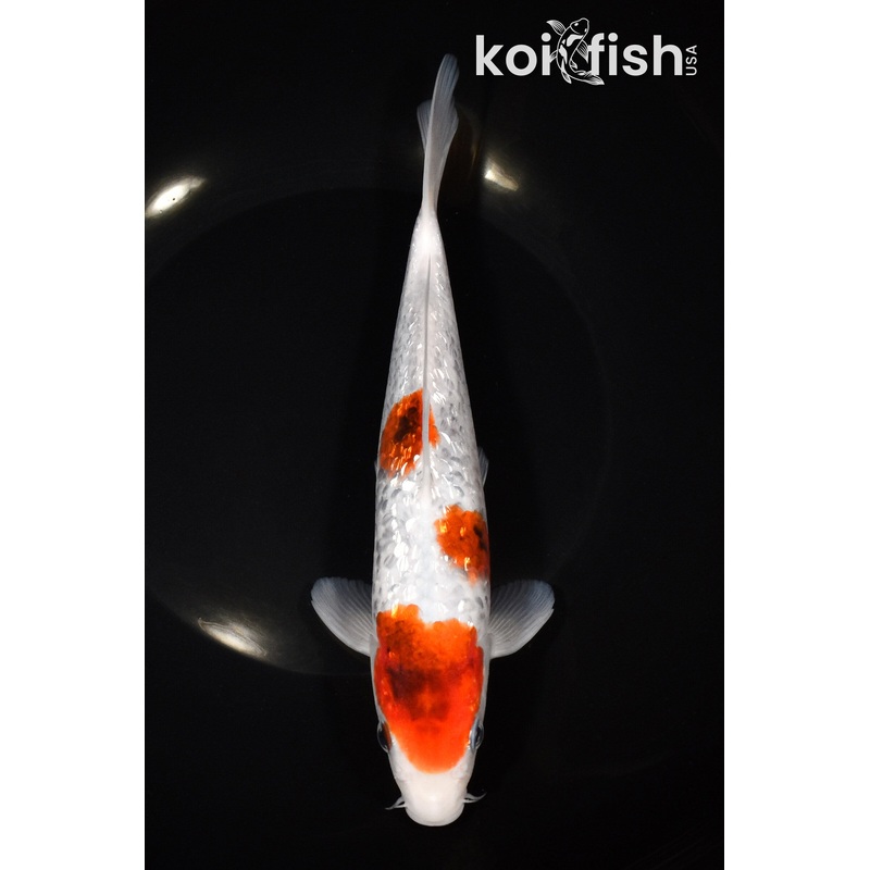 8.75" GINRIN GOROMO