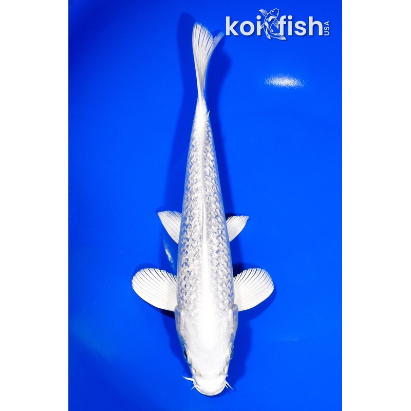 8.75" GINRIN PLATINUM OGON