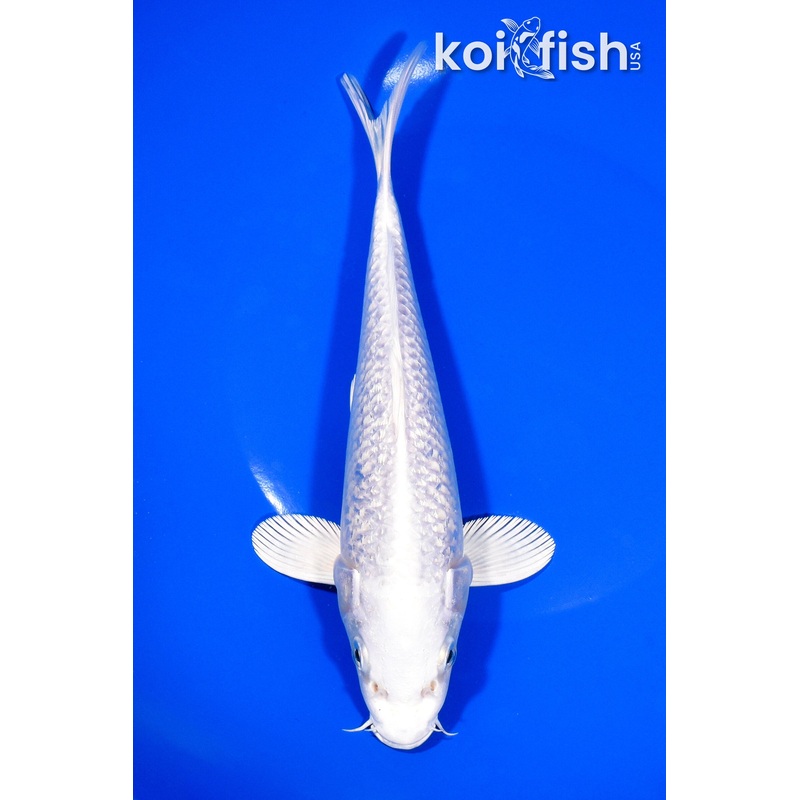 8" GINRIN PLATINUM OGON